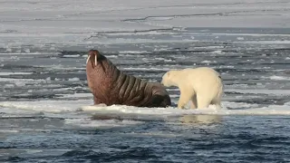 Polar Bear Versus Walrus!!! Who wins???