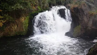 Tumwater falls salmon run