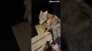 Convincing a Coyote to be Brushed || ViralHog