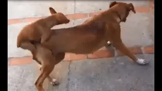 Amazing small dog mating big dog successful !!! Funny dog meeting and love happy