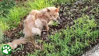 Homeless cat sits by the road and waits for help