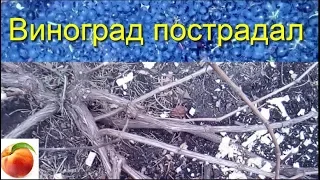 Виноград пострадал от мышей Востановление виноградника Winograd suffered from mice how to save