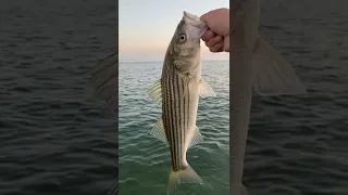 how to catch striped bass without striped bass gear 🧠