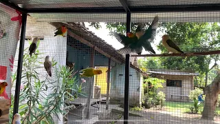 Mini aviary lovebird || berawal dari 3 pasang || populasi membludak….