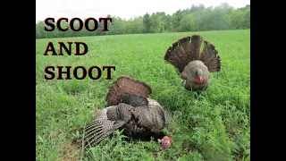 My First Scoot and Shoot Bird!!!