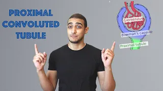 Proximal Convoluted tubule شرح بالعربي