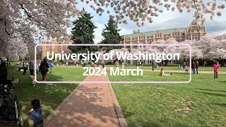 【シアトルの観光名所をお散歩】ワシントン大学の桜 /【Stroll in Seattle】Cherry blossom at the University of Washington