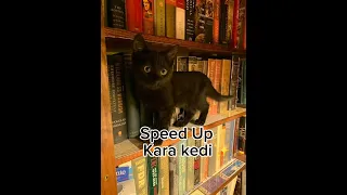 Melis Fis Kara Kedi #speedup ✨