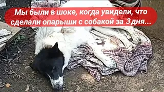 3 дня опарыши пожирали собаку, но причина ранений, из-за которых они завелись, просто шокирует...