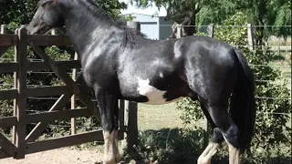 Argentino Luna - El oscuro pata blanca