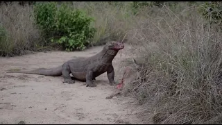 KOMODO DRAGON EaTS DEER alive