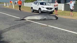 Seal Strikes a Pose to Delight of Tasmanian Locals