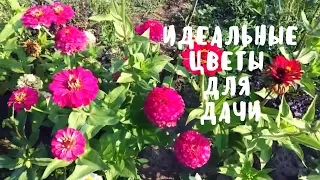 Цинния - идеальные цветы для дачи. Мой опыт.