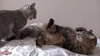 The Lion Kings: Epic Cat Fight!