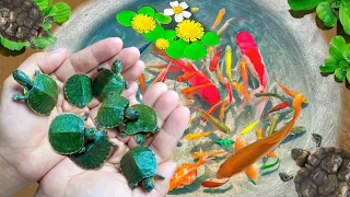 Amazing Catch Colorful Tiny Ornamental Turtles, Snakehead Fish, Koi, Striped Horsefish, Ranchu Fish