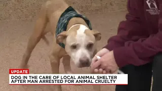 Dog surrendered after animal abuse arrest gets love and care from local shelter