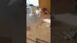 #Desi Cow 🐄 Calf small #Shorts real ® Video