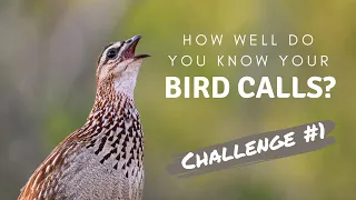 How well do you know your Southern African bird calls? | Challenge no.1