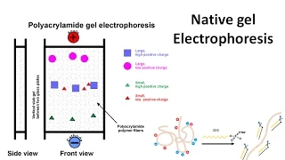 Native gel electrophoresis