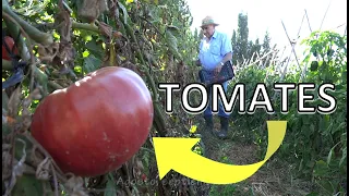 Isidro's Garden: 02. Tomatoes