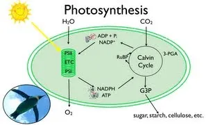 Photosynthesis:  Fun in the Sun