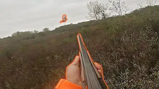 Pheasant hunting with pointers