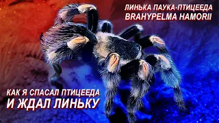 Линька на животе паука-птицееда Brachypelma Hamorii (бывш. Smithi). История одного паука. Tаймлапс.