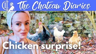 CHRISTMAS comes for the CHATEAU CHICKENS