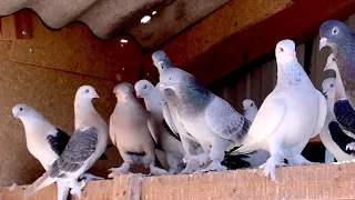 Вторая часть Супер Голуби Турецкая Такла! Super Turkish Takla pigeons Селекционер Санжах.