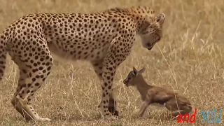 Amazing video footage of the behaviors of a leopard and cheetah during kill a baby impala.