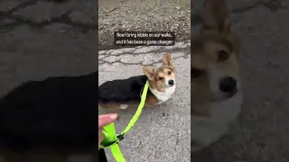 Stubborn Corgi on Walks #corgi #shorts