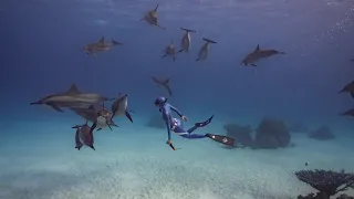 Freediving with Spinner Dolphins in the Red Sea