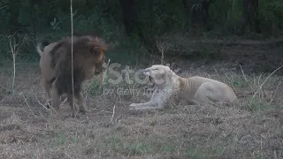 Lioness angry on lion