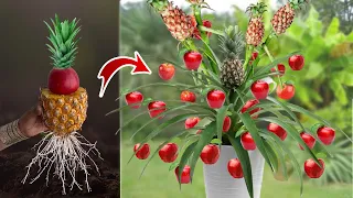 DIY - Growing Apple Tree from Pineapple Fruit With Egge and ​Quick And Easy techniques