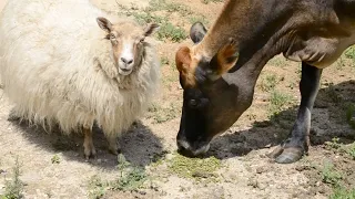 Shearing a sheep for the first time definitely did not go as expected