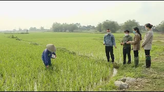 Kỹ thuật chăm sóc lúa Đông xuân