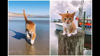 Meet Marlin! The swimming, ocean-loving, boat riding CAT that thinks he's a DOG in the Outer Banks.