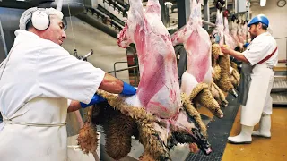 Amazing Sheep Processing Factory Technology - Factory Sheep Meat Production