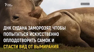 Умер последний самец белого носорога