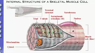 Anatomy & Physiology Review of Skeletal Muscle Tissue