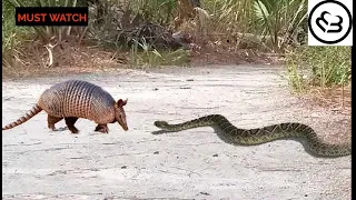 WHEN THE SNAKE ATTACKS ON ARMADILLO