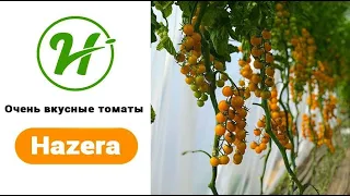 Новинки томатов / Компания Hazera