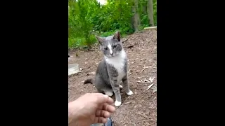Beautiful Gray Tabby: I'm Honored To Pet Him ❤️ #shorts