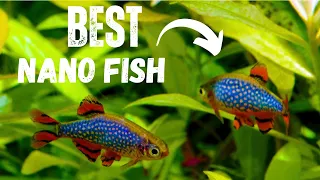 BEST Nano Fish For Your Aquarium | TOP 7