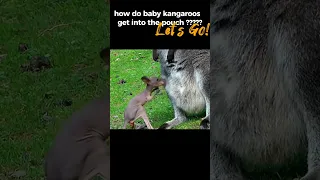 #live Go Inside a Kangaroo Pouch - Baby Kangaroo