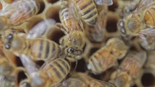 Жужжание пчел. Целебные звуки пчел. The buzzing of bees. Healing sounds of bees.