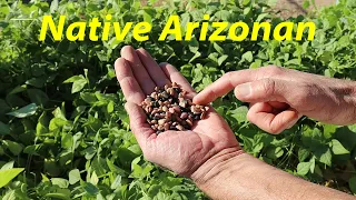 Perfect, Native Desert Legume | Grows Like a Weed! | Tepary