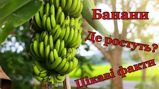 Банани. Де і як ростуть банани? Цікаві факти про один із найвідоміших екзотичних плодів.