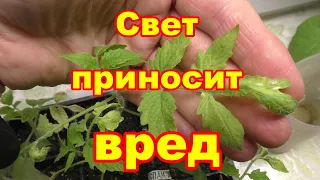 Желтеет лист у маленькой рассады томатов,виноват свет