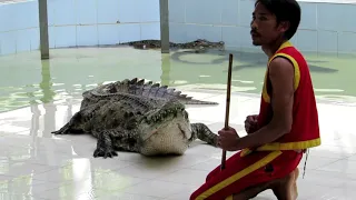 УЖАСНЫЕ КРОКОДИЛЫ.ТАЙЛАНД.ПХУКЕТ/TERRIBLE CROCODILES.THAILAND.PHUKET 2019 г.